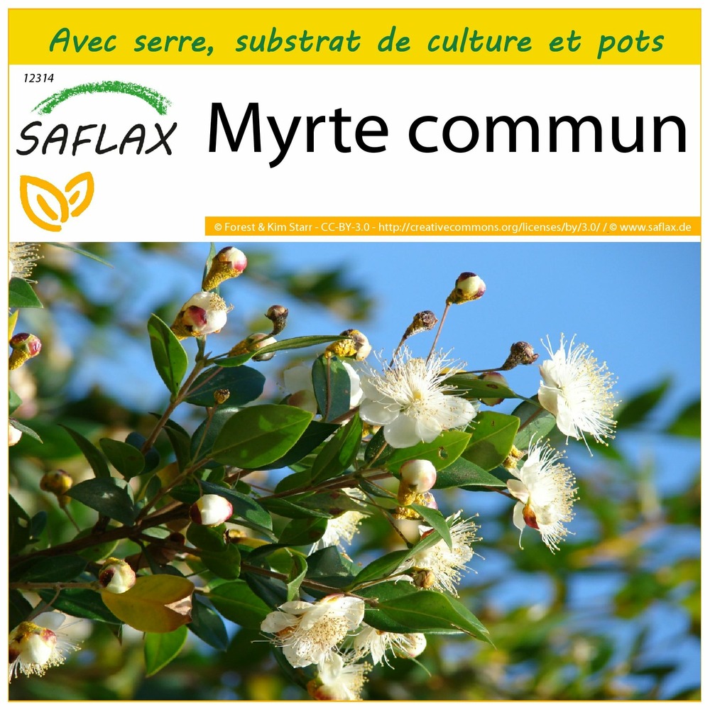 Ensemble de culture - myrte commun - 30 graines - myrtus communis