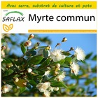 Kit de culture - myrte commun - 30 graines  - myrtus communis