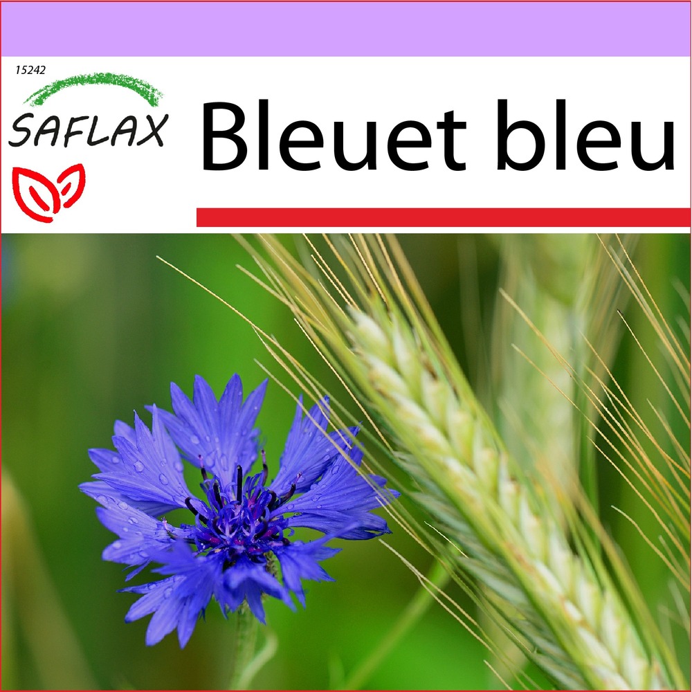 Bleuet bleu - 27000 graines - centaurea cyanus