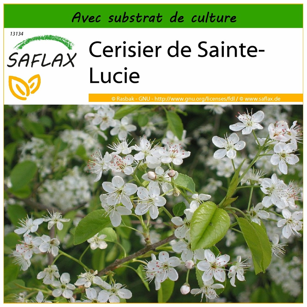Cerisier de sainte-lucie - 30 graines - avec substrat - prunus mahaleb
