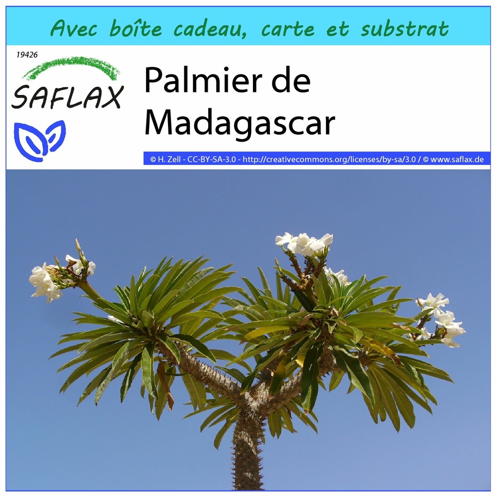 Ensemble-cadeau - palmier de madagascar - 10 graines - pachypodium lamerei