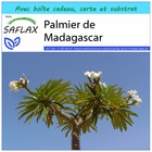 Kit cadeau - palmier de madagascar - 10 graines  - pachypodium lamerei