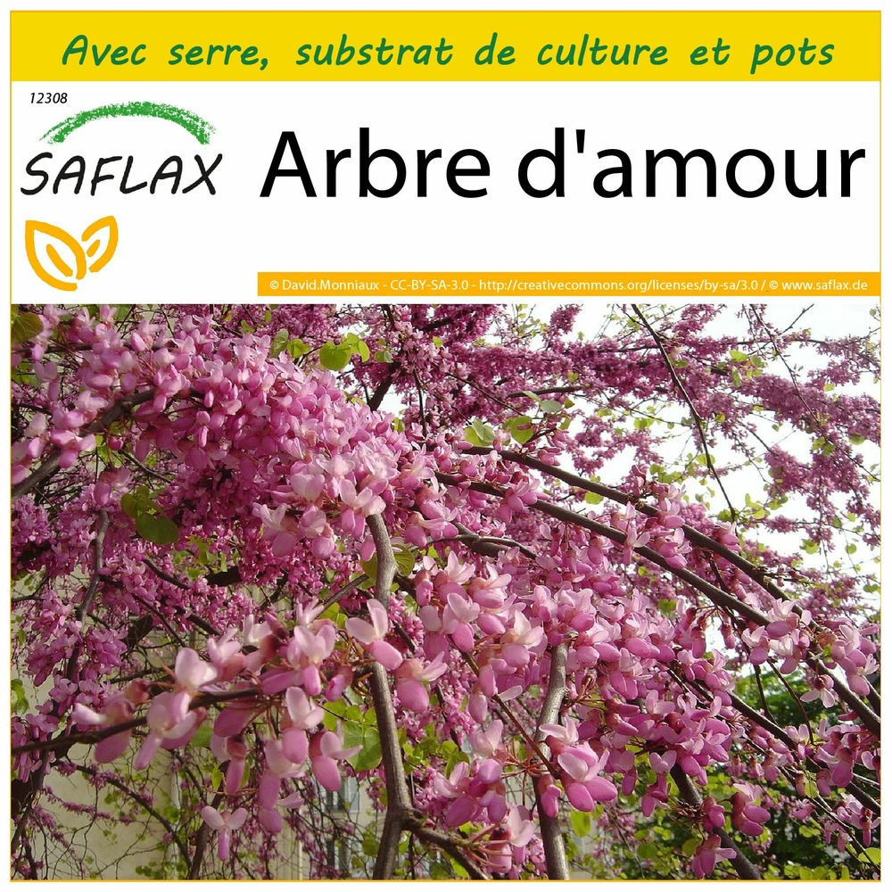 Ensemble de culture - arbre d'amour - 60 graines - cercis siliquastrum