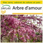 Kit de culture - arbre d'amour - 60 graines  - cercis siliquastrum