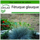 Fétuque glauque - 50 graines - avec substrat - festuca glauca