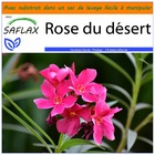 Jardin dans le sac - rose du désert - 8 graines  - adenium obesum