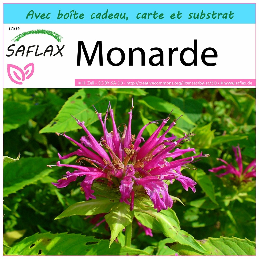 Ensemble-cadeau - monarde - 20 graines - monarda didyma