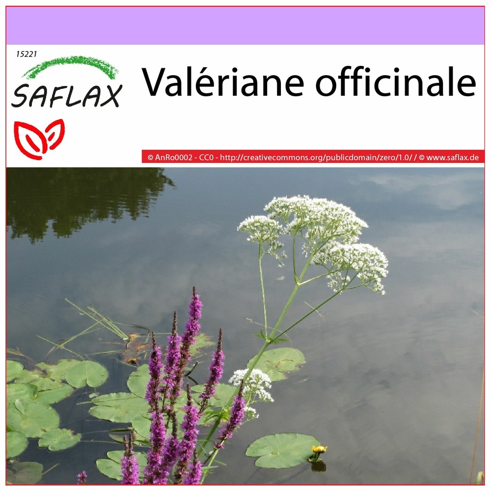 Valériane officinale - 200 graines - valeriana officinalis