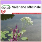 Valériane officinale - 200 graines - valeriana officinalis
