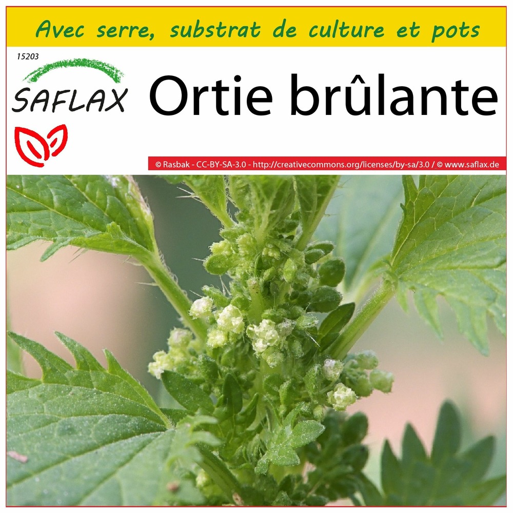 Ensemble de culture - ortie brûlante - 150 graines - urtica urens
