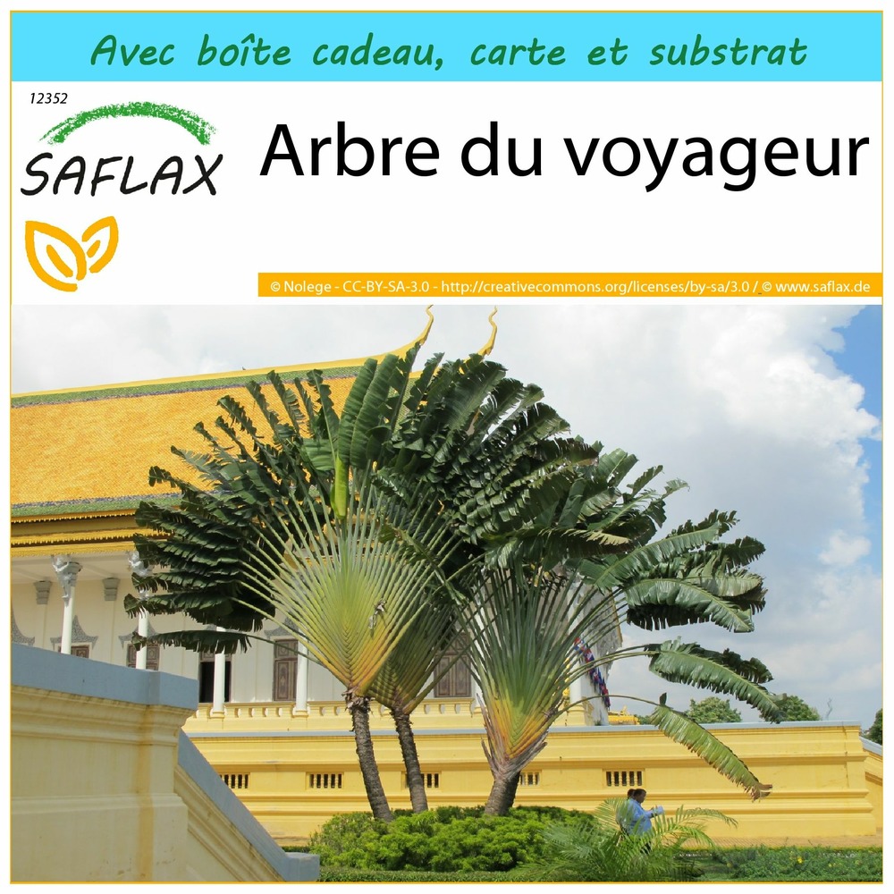 Ensemble-cadeau - arbre du voyageur - 8 graines - ravenala madagascariensis