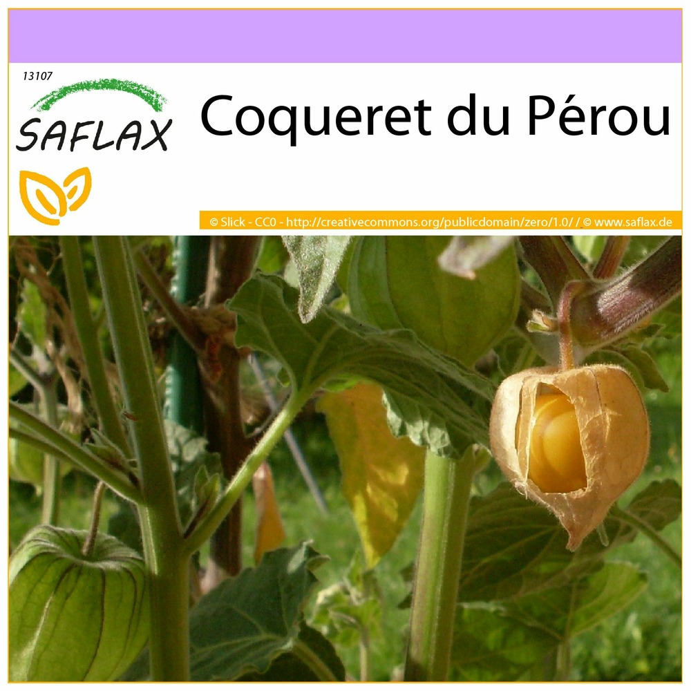Coqueret du pérou - 100 graines - physalis peruviana