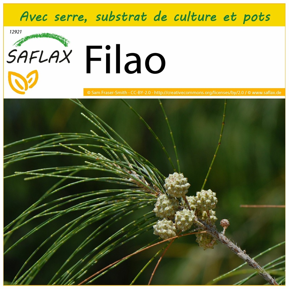 Ensemble de culture - filao - 200 graines - casuarina equisetifolia