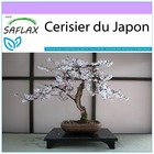 Cerisier du japon - 30 graines - prunus serulata