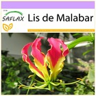 Lis de malabar - 15 graines - gloriosa rothschildiana