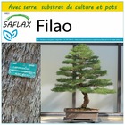 Kit de culture - filao - 200 graines  - casuarina equisetifolia