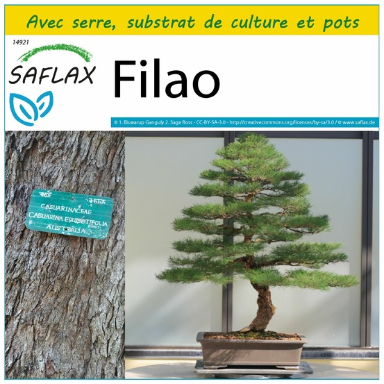 Ensemble de culture - filao - 200 graines - casuarina equisetifolia