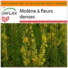 Jardin dans le sac - molène à fleurs denses - 500 graines  - verbascum densiflorum