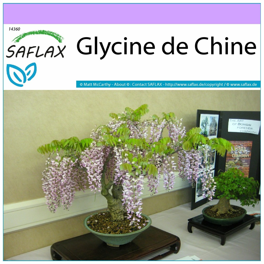 Glycine de chine - 4 graines - wisteria sinensis