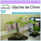 Glycine de chine - 4 graines - wisteria sinensis