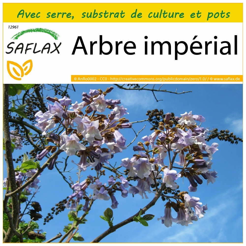 Ensemble de culture - arbre impérial - 200 graines - paulownia tomentosa