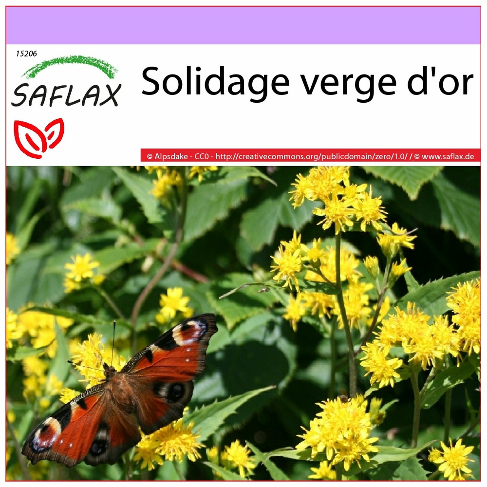 Solidage verge d'or - 100 graines - solidago virgaurea
