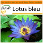 Jardin dans le sac - lotus bleu - 15 graines  - nymphaea nouchali var. Caerulea