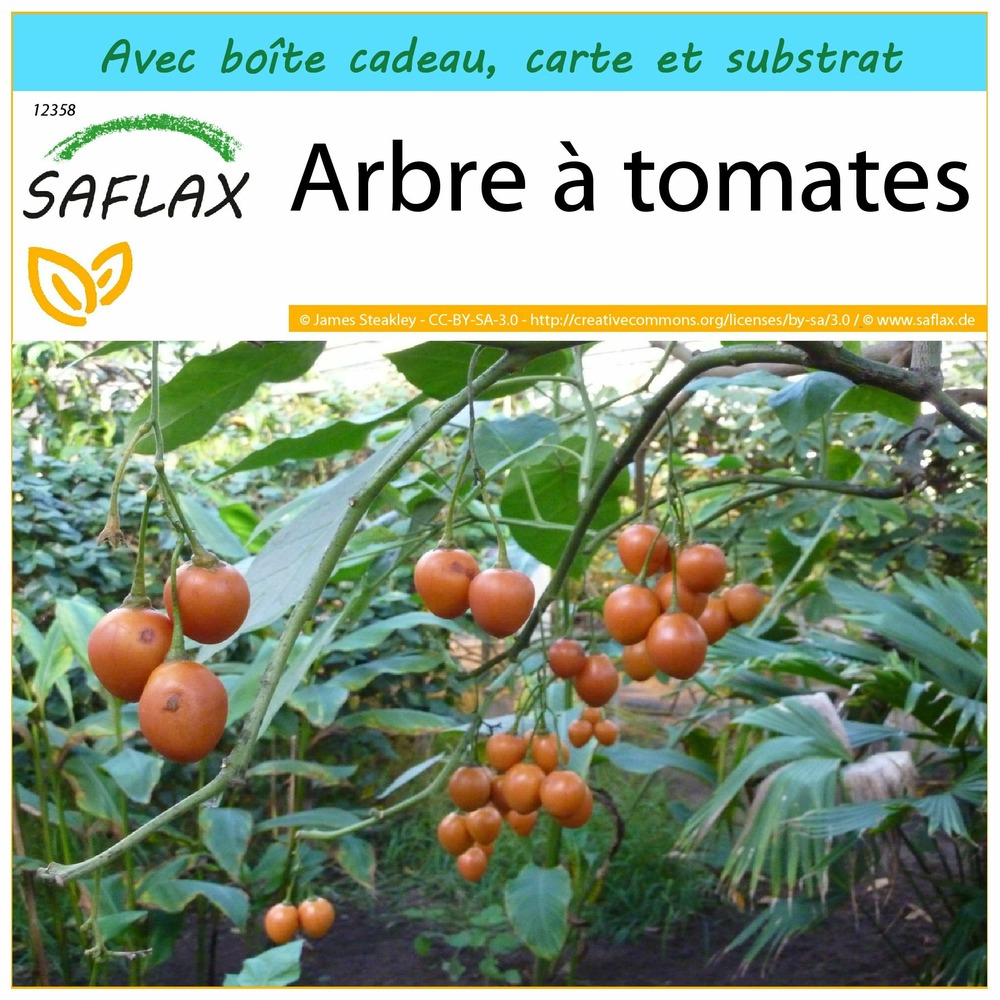 Ensemble-cadeau - arbre à tomates - 50 graines - cyphomandra betacea