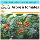 Kit cadeau - arbre à tomates - 50 graines  - cyphomandra betacea