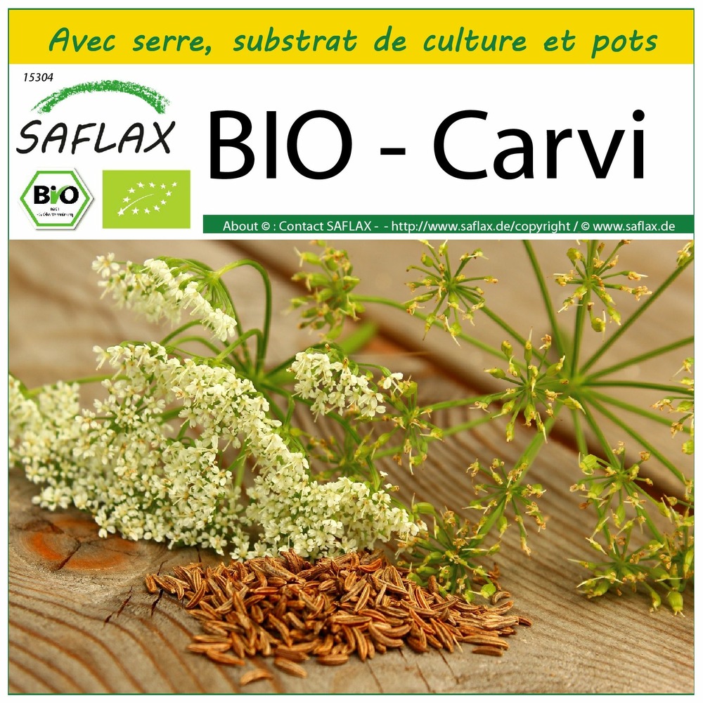 Ensemble de culture - bio - carvi - 800 graines - carum carvi