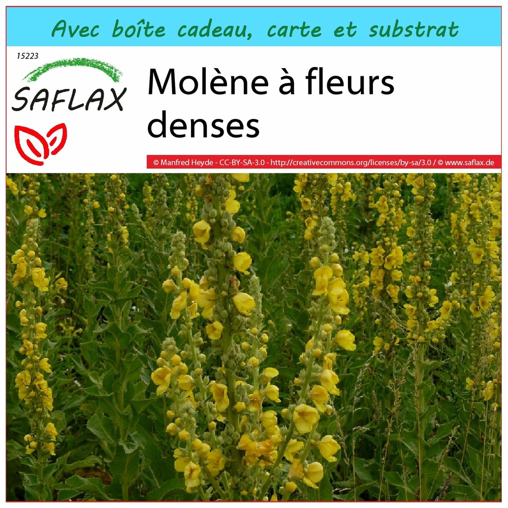 Ensemble-cadeau - molène à fleurs denses - 500 graines - verbascum densiflorum