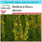 Kit cadeau - molène à fleurs denses - 500 graines  - verbascum densiflorum