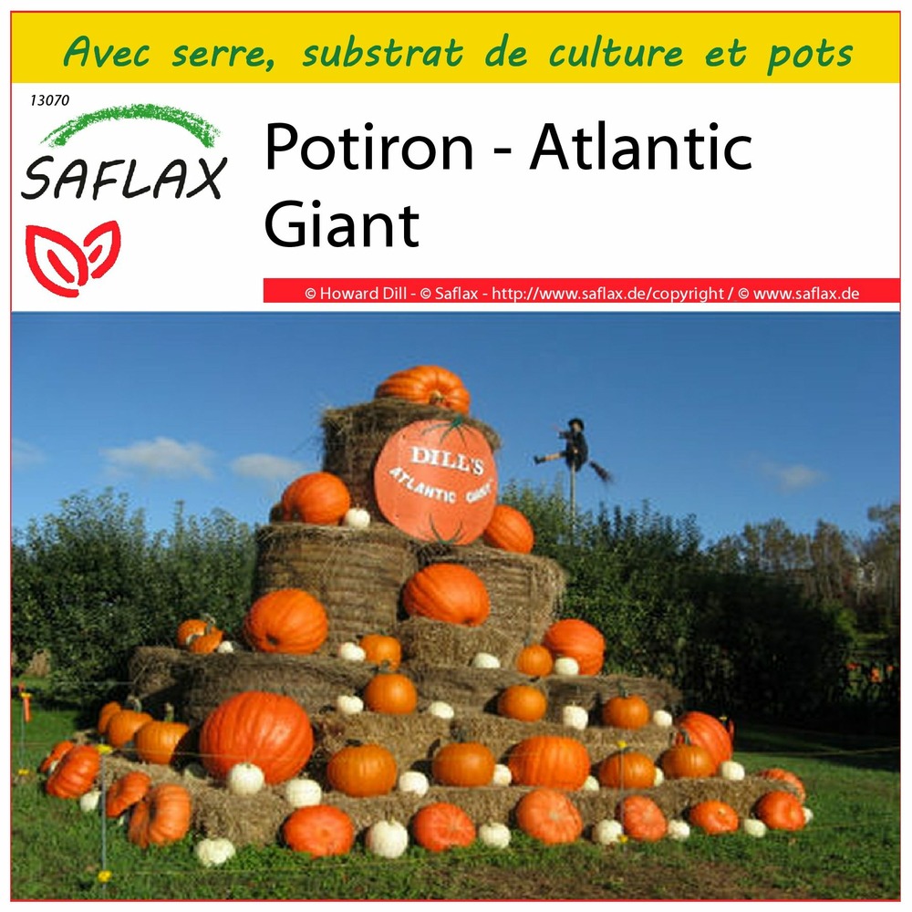 Ensemble de culture - potiron - atlantic giant - 7 graines - cucurbita maxima