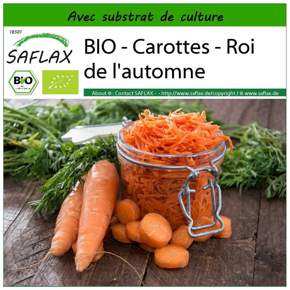 Bio - carottes - roi de l'automne - 1000 graines - avec substrat - daucus carota subsp. Sativus