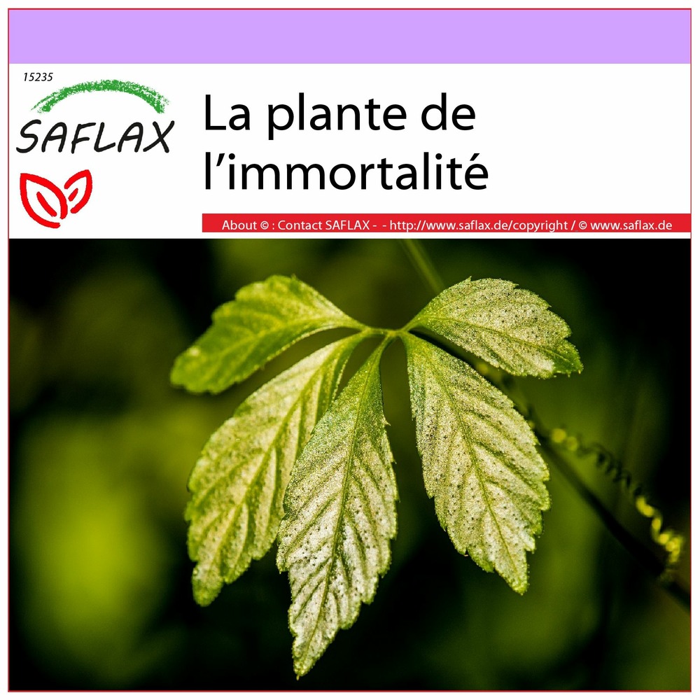 La plante de l’immortalité - 30 graines - gynostemma pentaphyllum