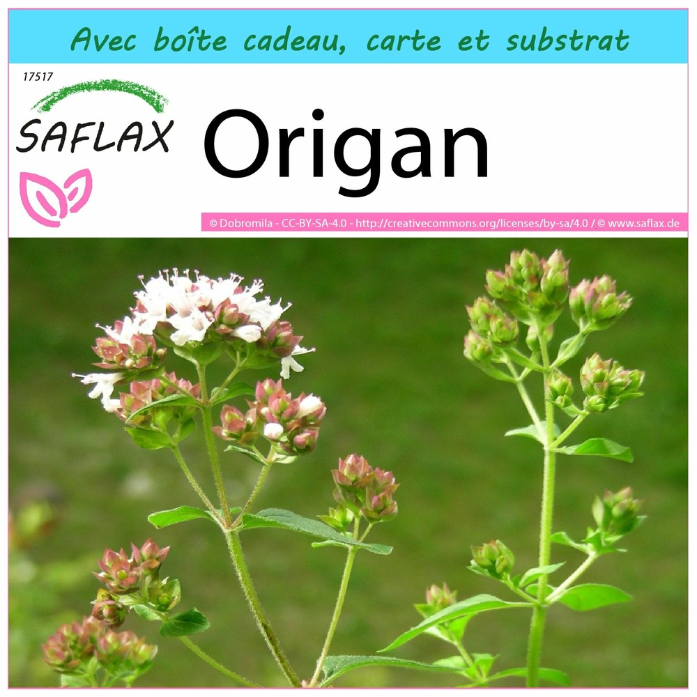 Ensemble-cadeau - origan - 600 graines - origanum vulgare supsp. Hirtum
