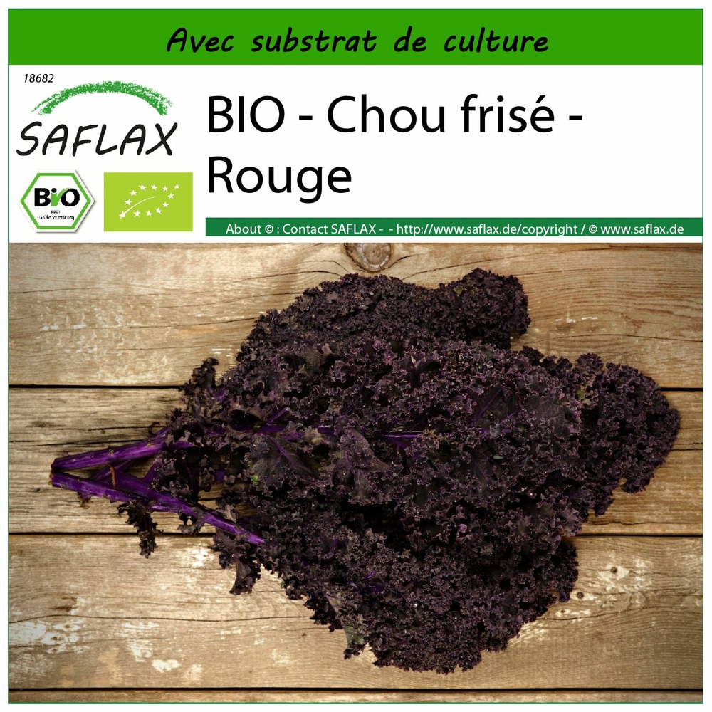 Bio - chou frisé - rouge - 50 graines - avec substrat - brassica ...
