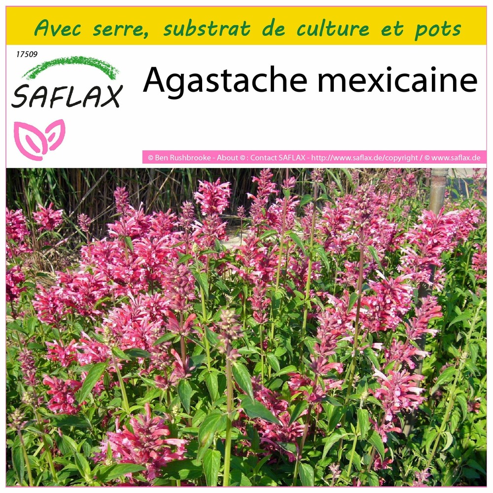 Ensemble de culture - agastache mexicaine - 50 graines - agastache mexicana