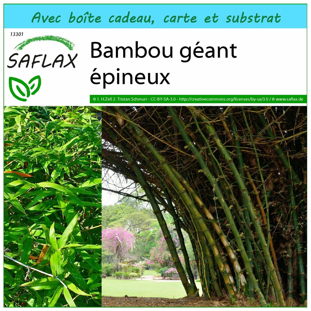 Ensemble-cadeau - bambou géant épineux - 50 graines - dendrocalamus arundinacea