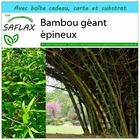 Kit cadeau - bambou géant épineux - 50 graines  - dendrocalamus arundinacea