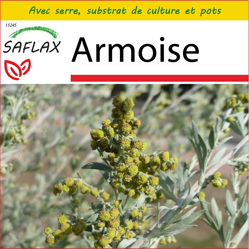 Ensemble de culture - armoise - 500 graines - artemisia absinthum