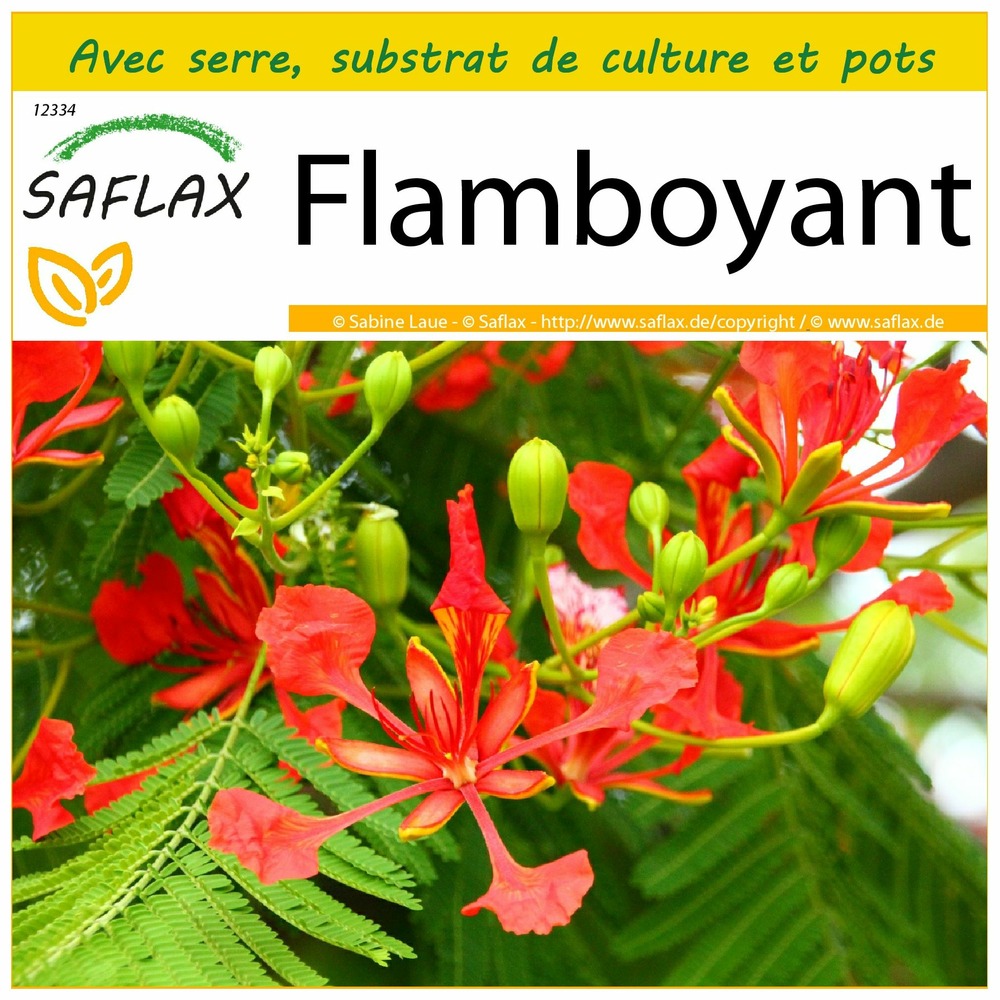 Ensemble de culture - flamboyant - 6 graines - delonix regia