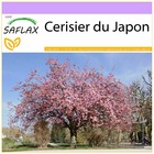 Cerisier du japon - 30 graines - prunus serrulata