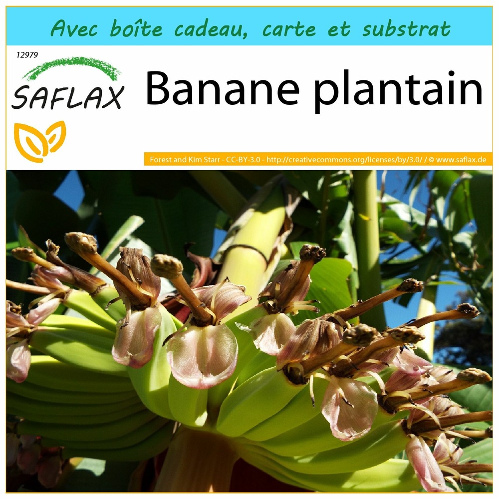 Ensemble-cadeau - banane plantain - 10 graines - musa x paradisiaca