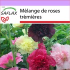 Mélange de roses trémières - 100 graines - alcea rosea