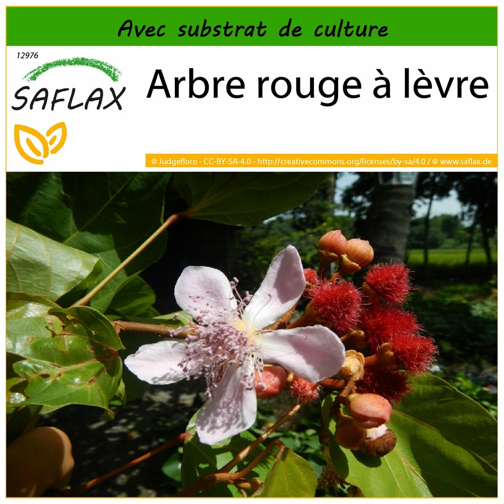 Arbre rouge à lèvre - 20 graines - avec substrat - bixa orellena
