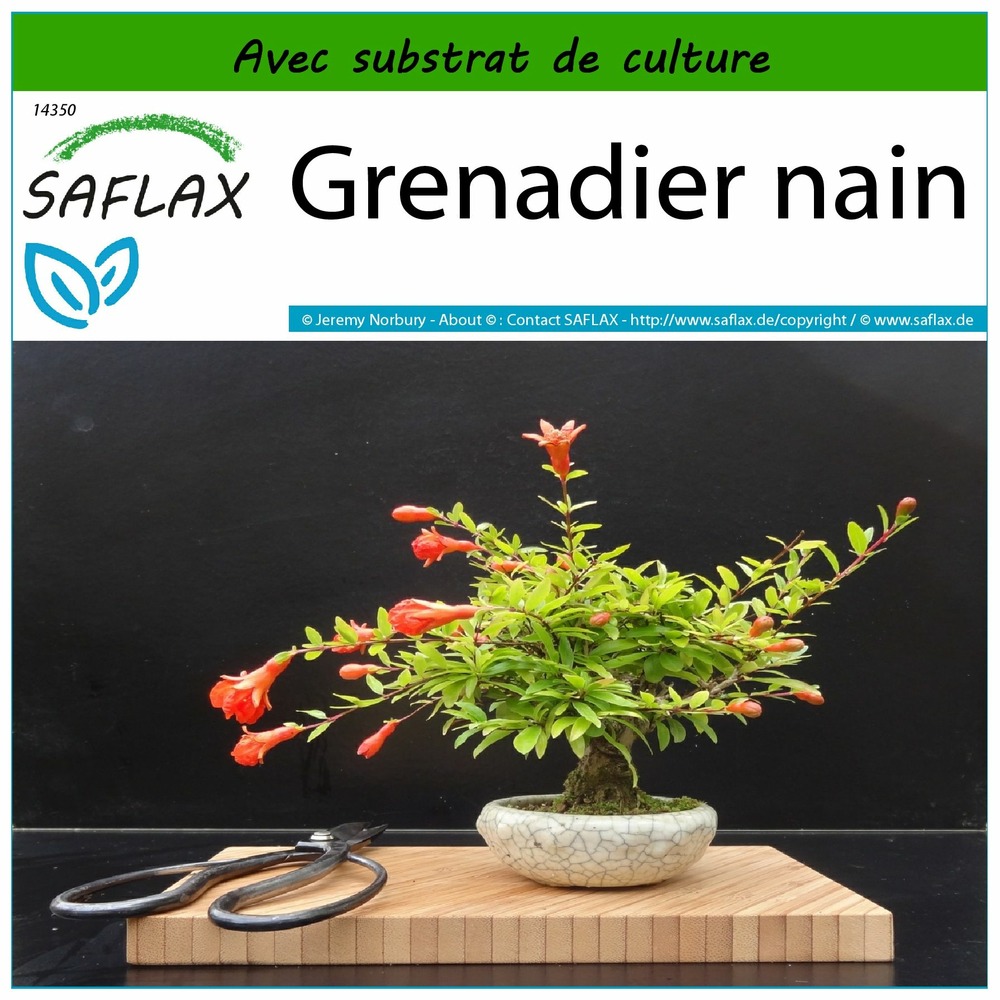 Grenadier nain - 50 graines - avec substrat - punica granatum nana