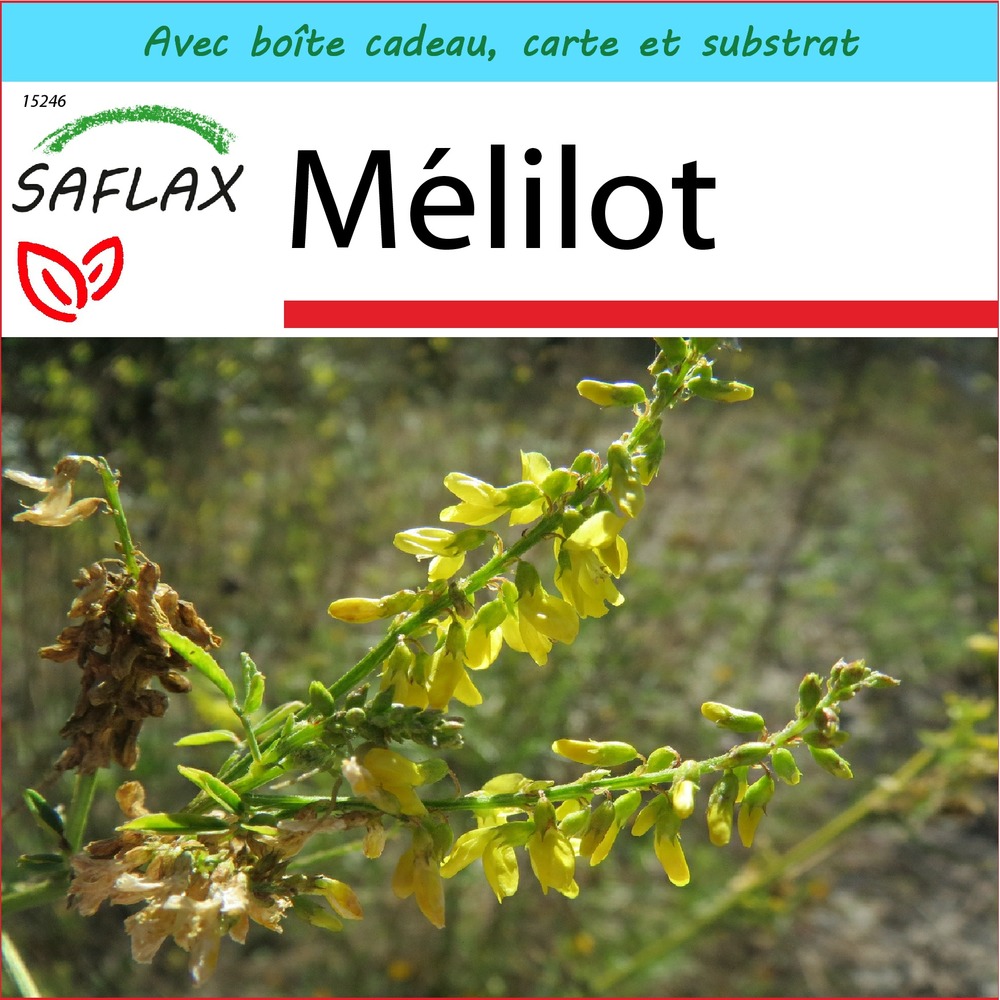 Ensemble-cadeau - mélilot - 250 graines - melilotus officinalis