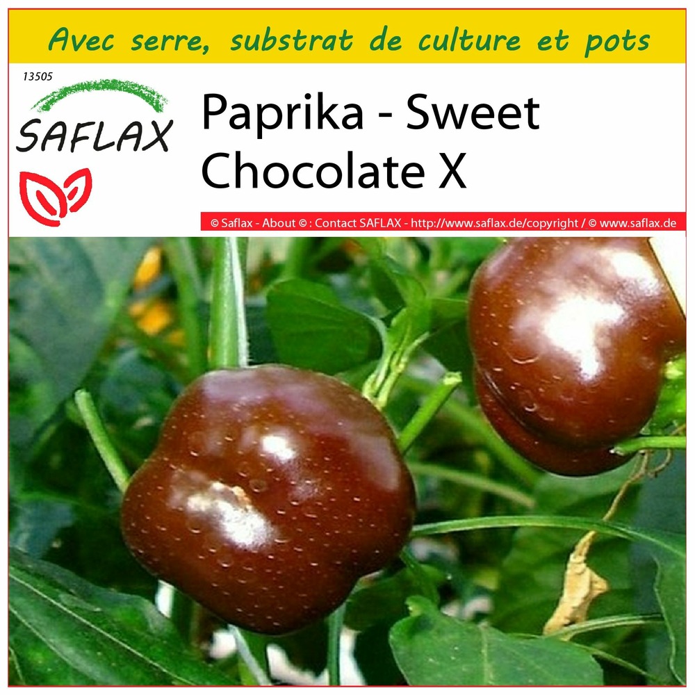 Ensemble de culture - paprika - sweet chocolate x - 10 graines - capsicum annum