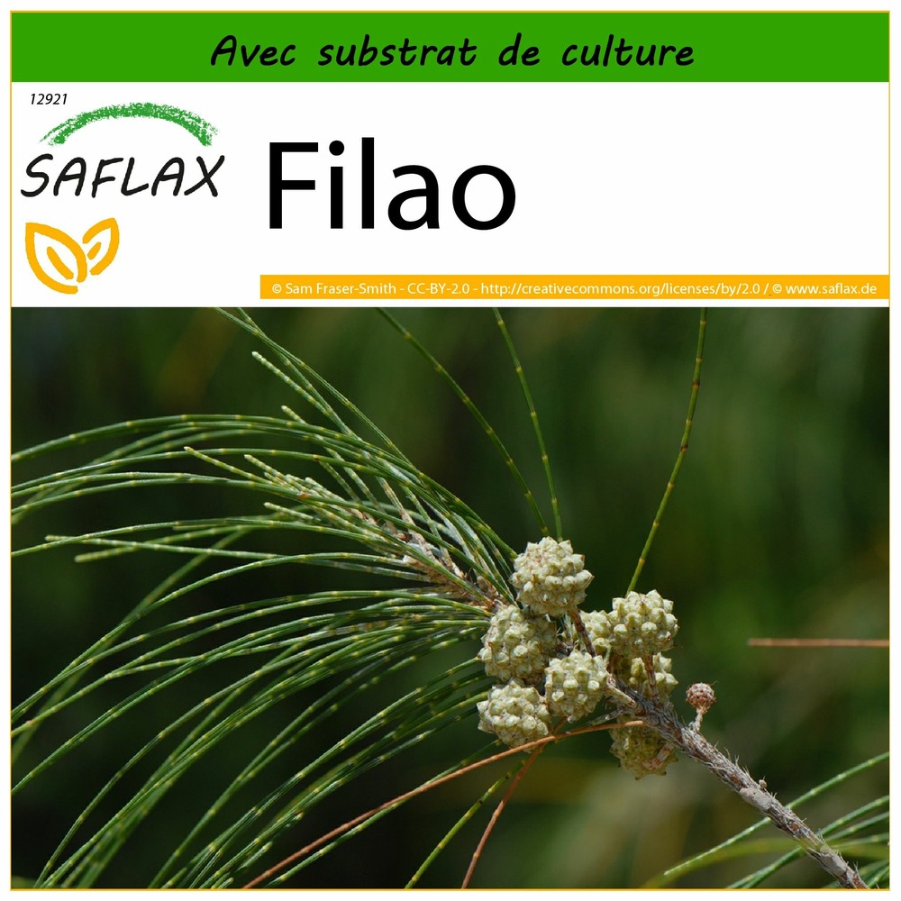 Filao - 200 graines - avec substrat - casuarina equisetifolia